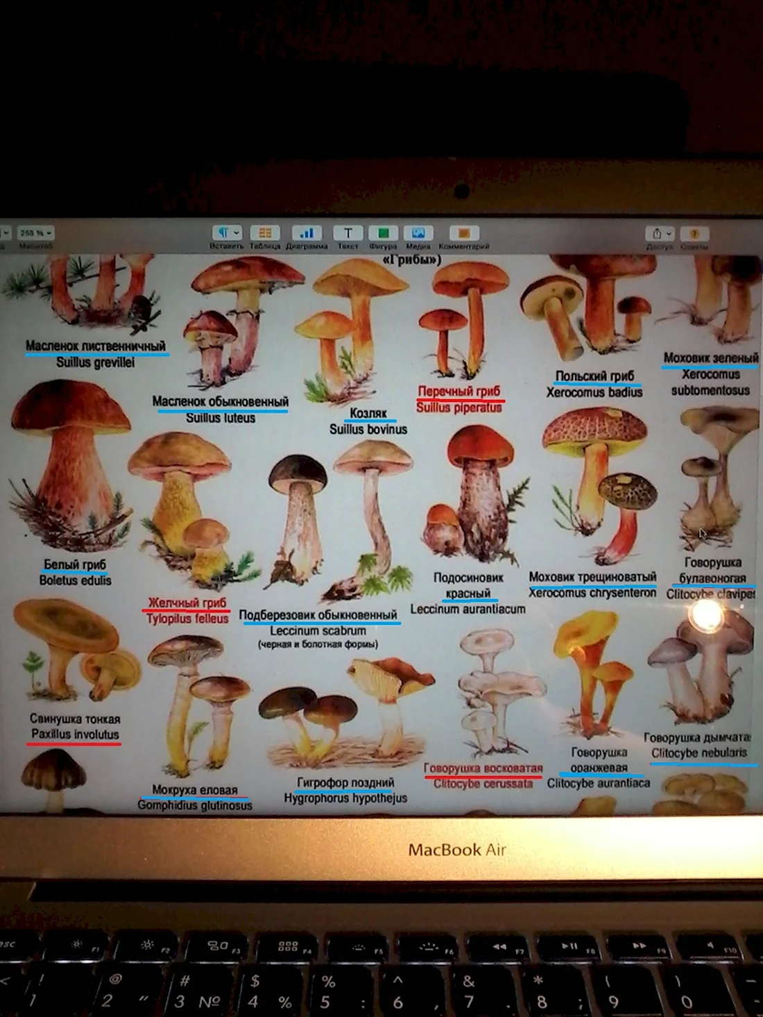 Ядовитые грибы таблица