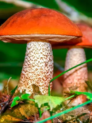 Ядовитые грибы в Подмосковье