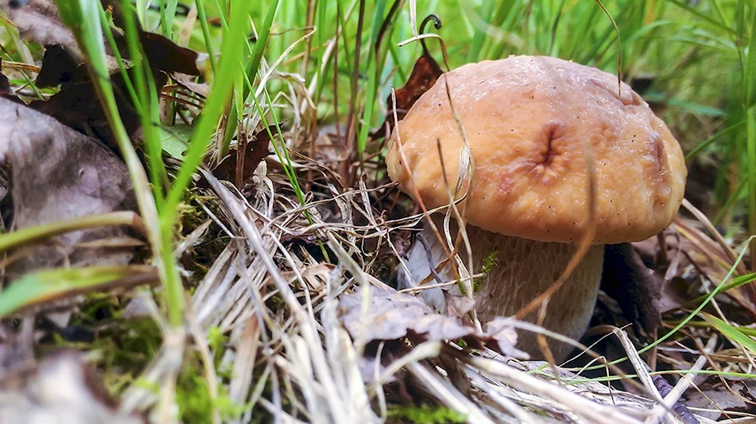 Ядовитые грибы в Подмосковье