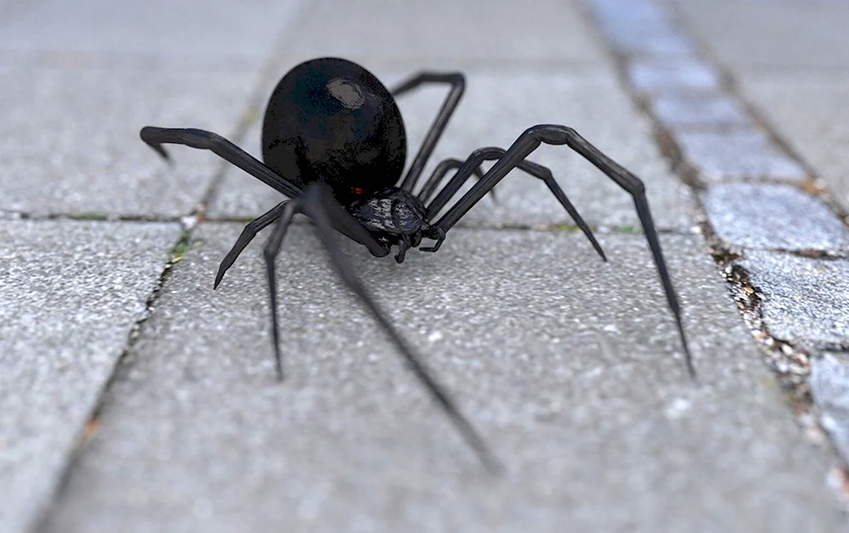 Ядовитый паук Каракурт