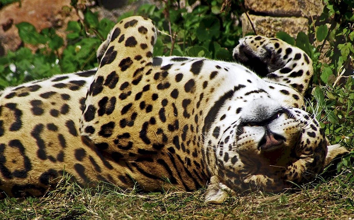 Ягуар лежит на спине