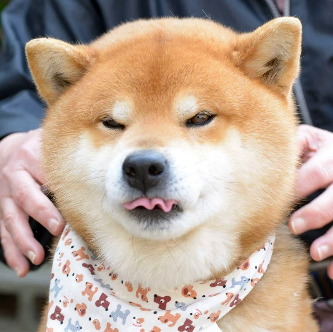Японская порода собак сиба-ину