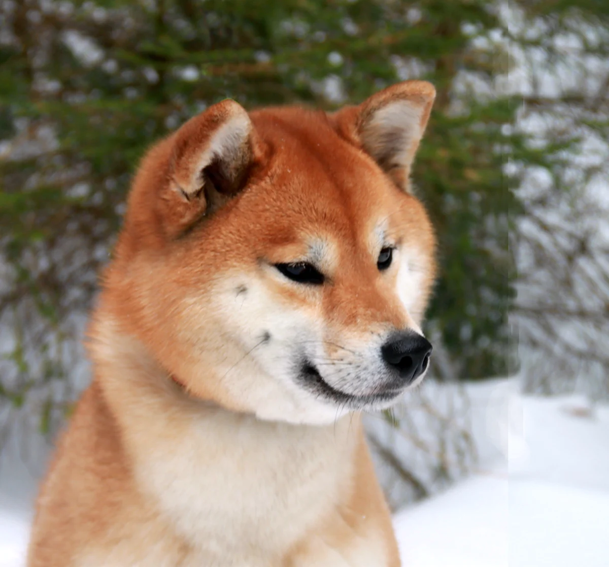 Японская порода собак сиба-ину Хатико