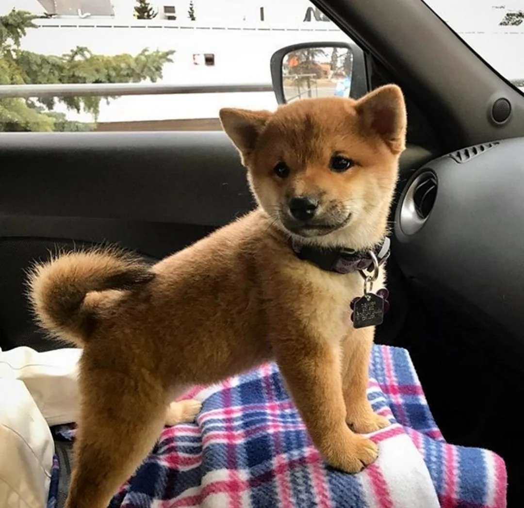 Японская собака сиба ину мини