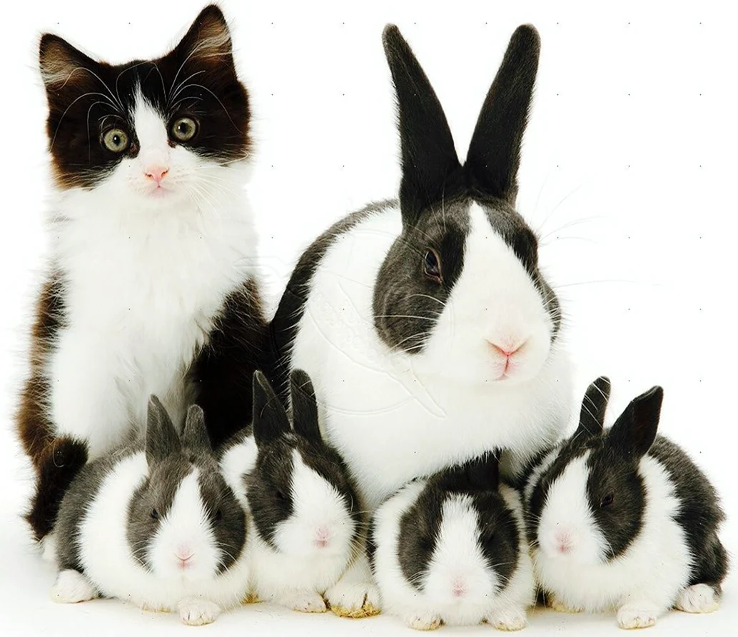Японские кролики черно белые
