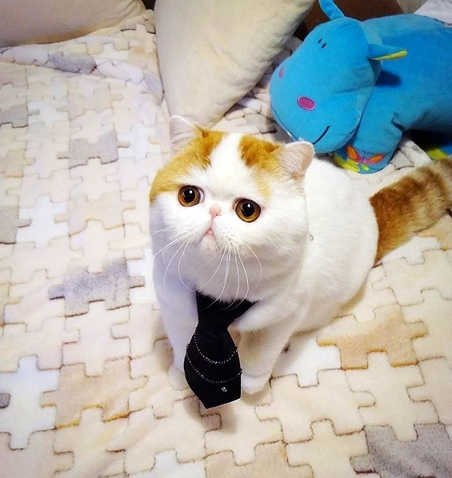 Японский кот Снупи