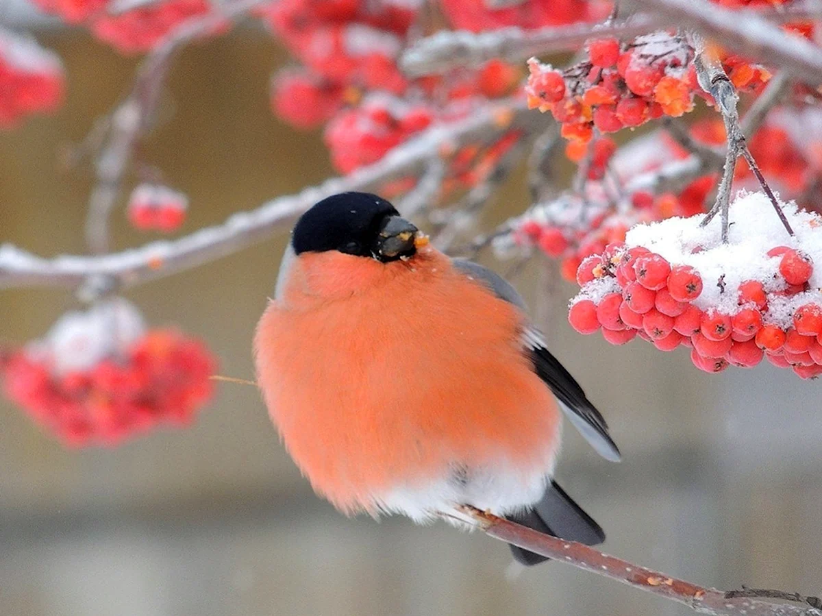 Яркая птица на снегу