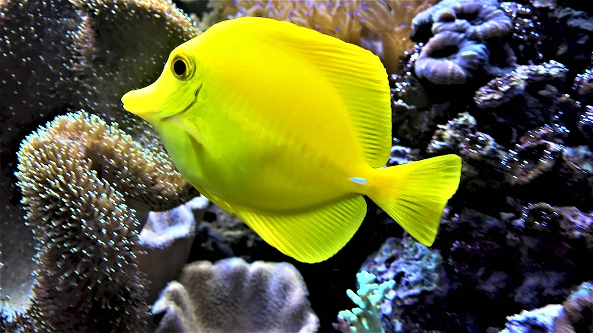 Яркие аквариумные рыбки