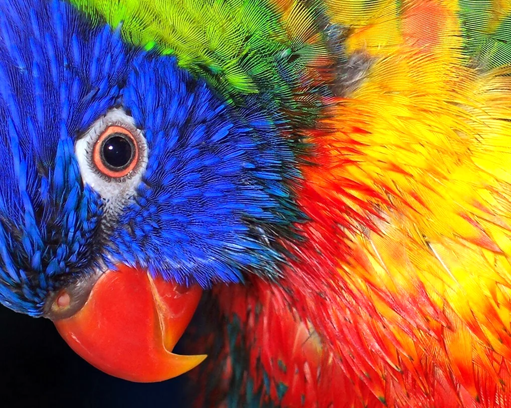 Яркие разноцветные животные