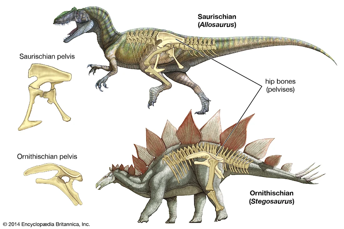 Ящеротазовые и Птицетазовые динозавры