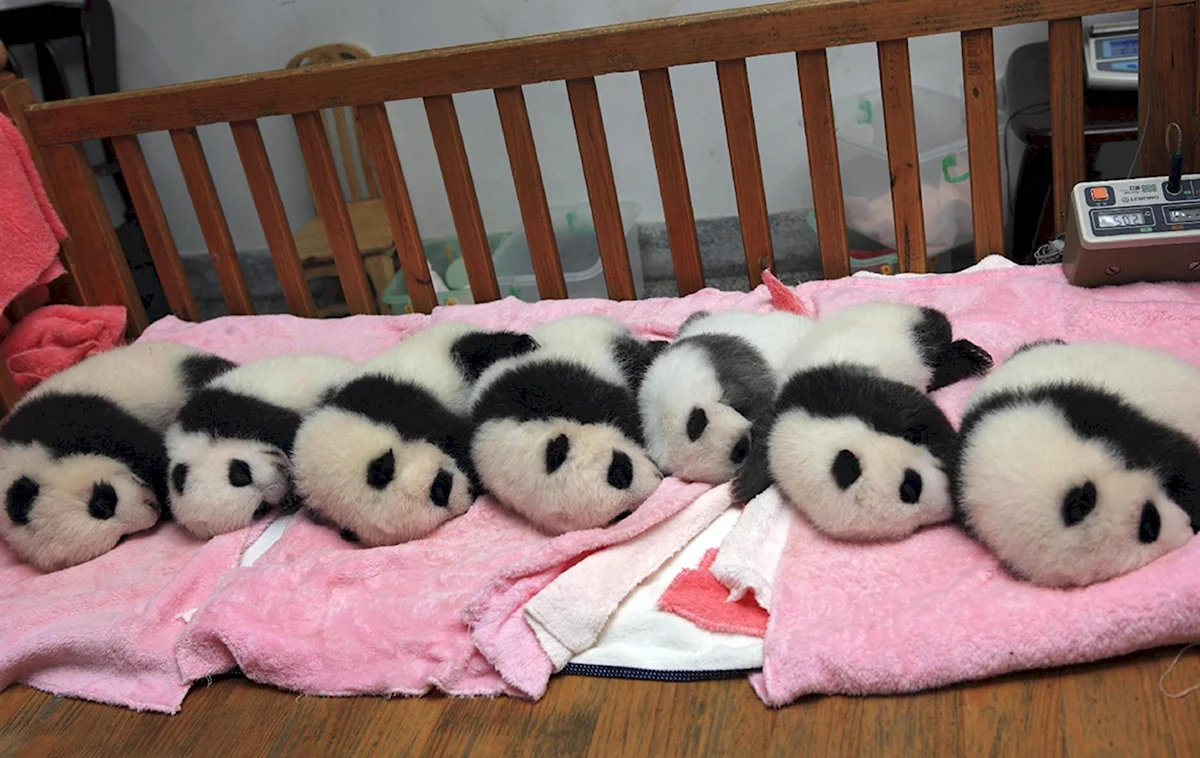 Ясли для панд в Китае