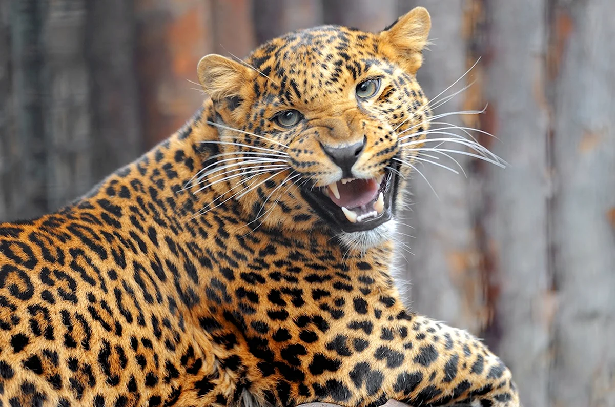 Яванский леопард