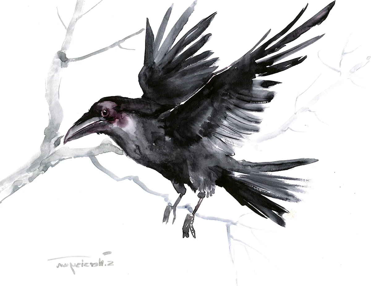 Иллюстрация вороны