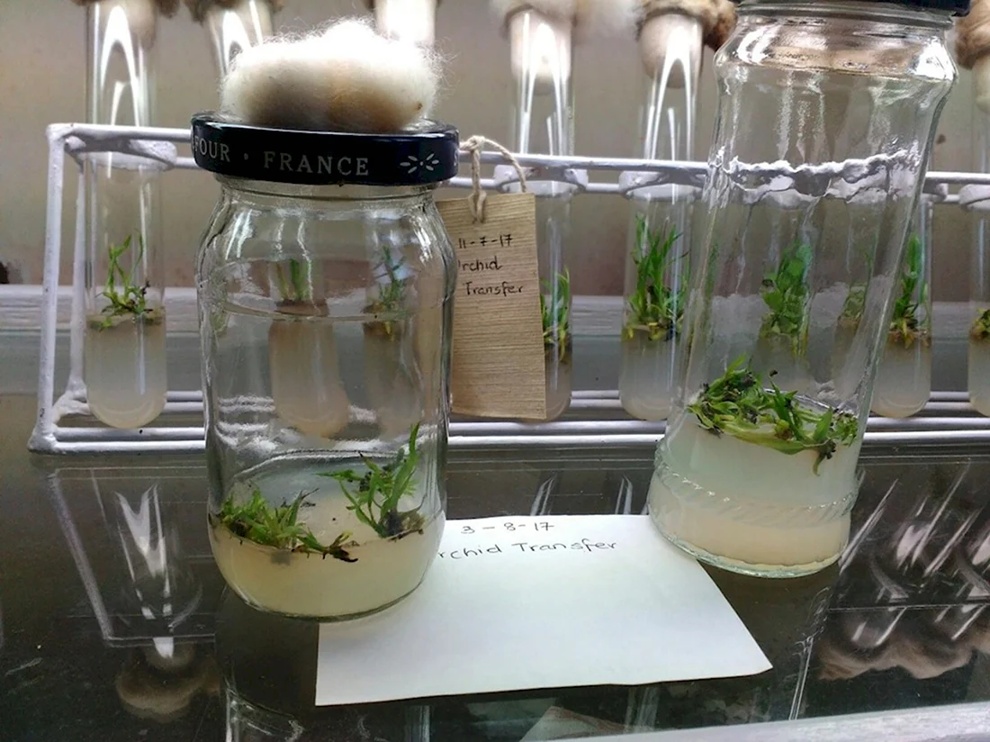 In vitro растения