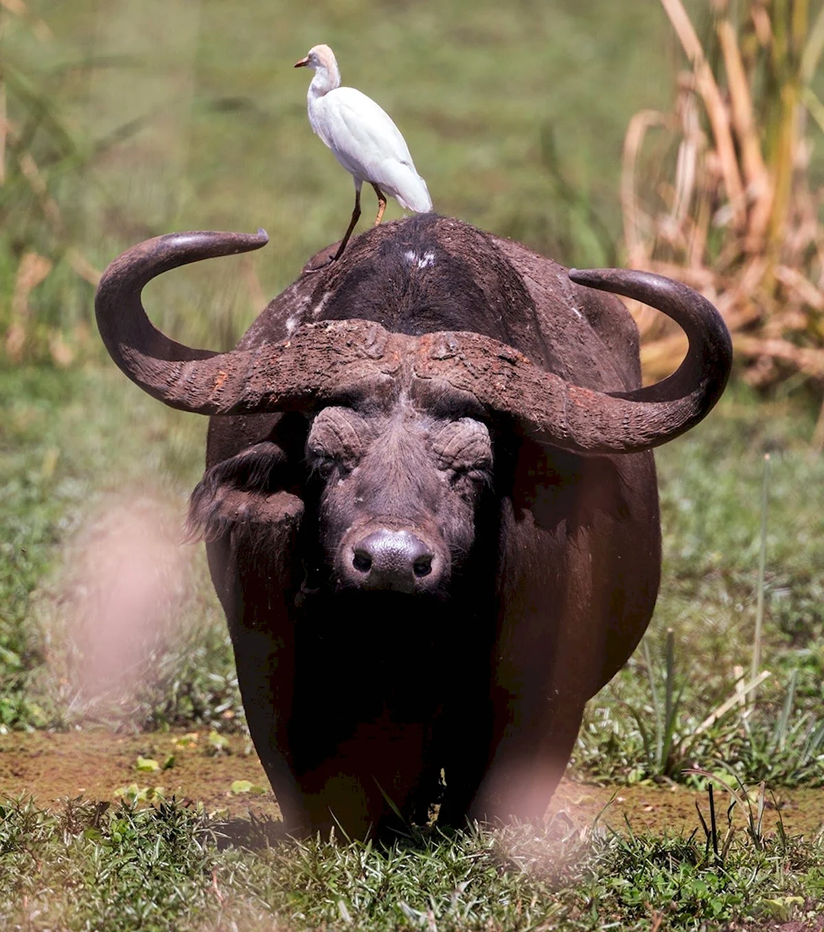 Индийский буйвол Арни