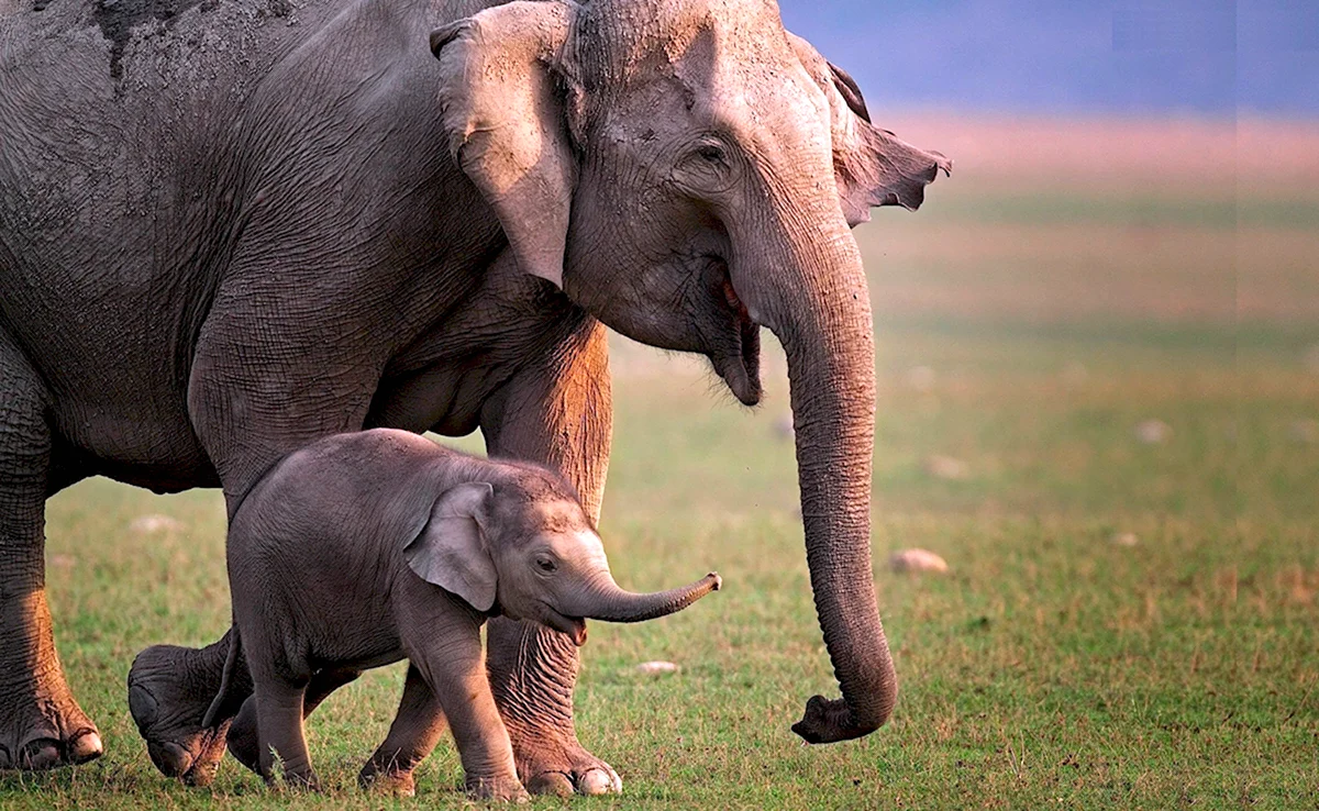 Индийский слон детеныш
