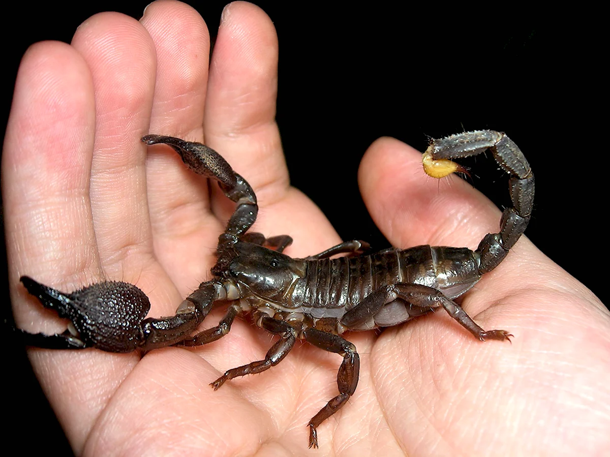 Индо-малайский Скорпион