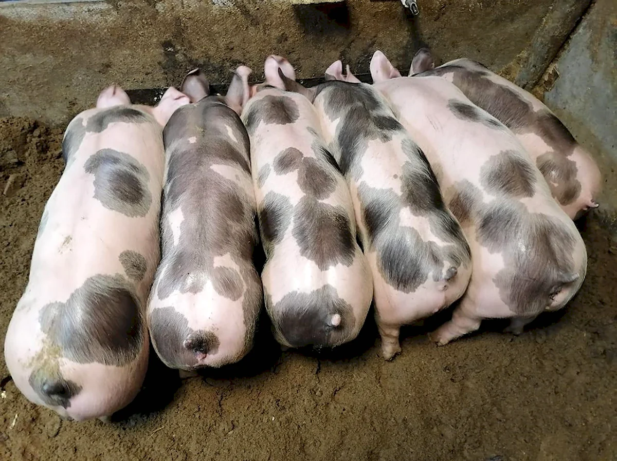 Йоркшир Пьетрен порода свиней