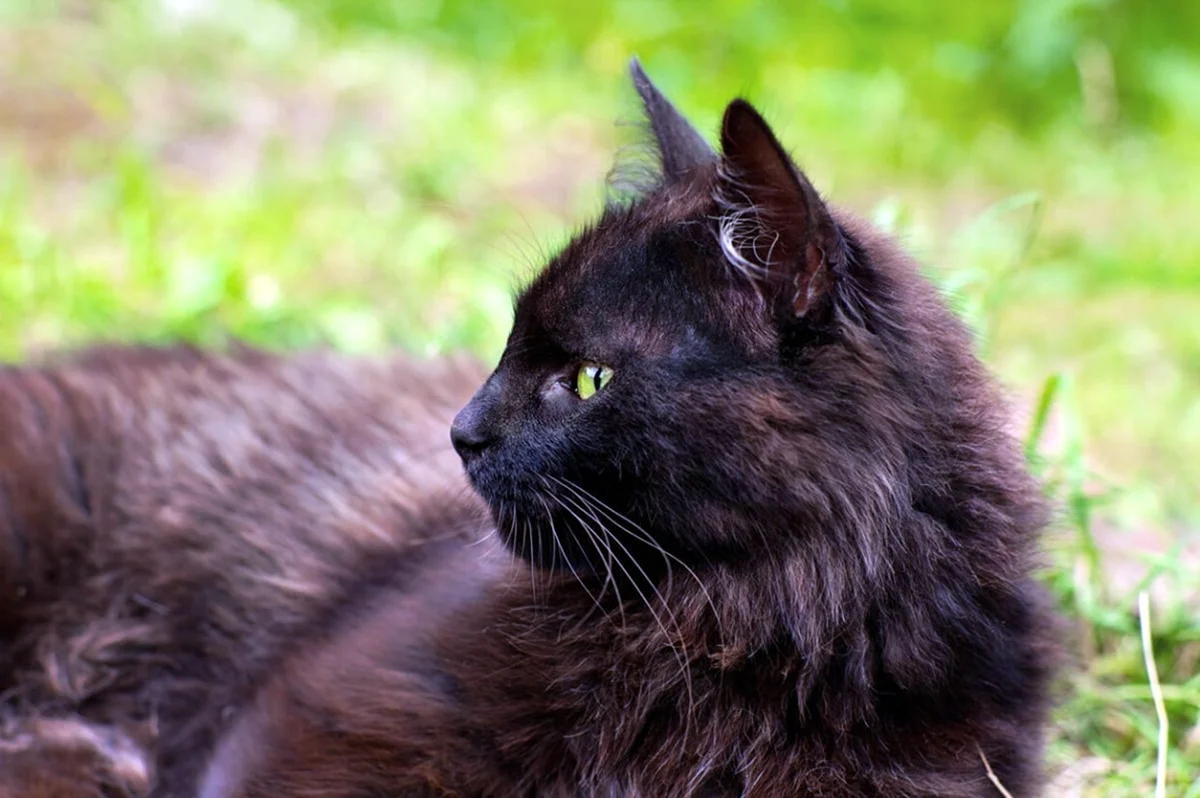 Йоркширский кот порода