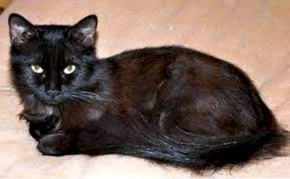Йоркская шоколадная кошка котенок