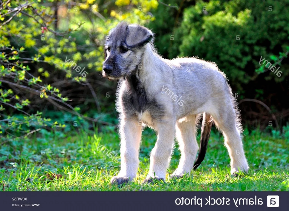 Ирландская овчарка щенок