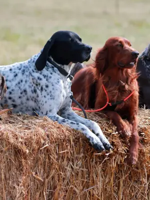 Ирландский красный сеттер легавые собаки