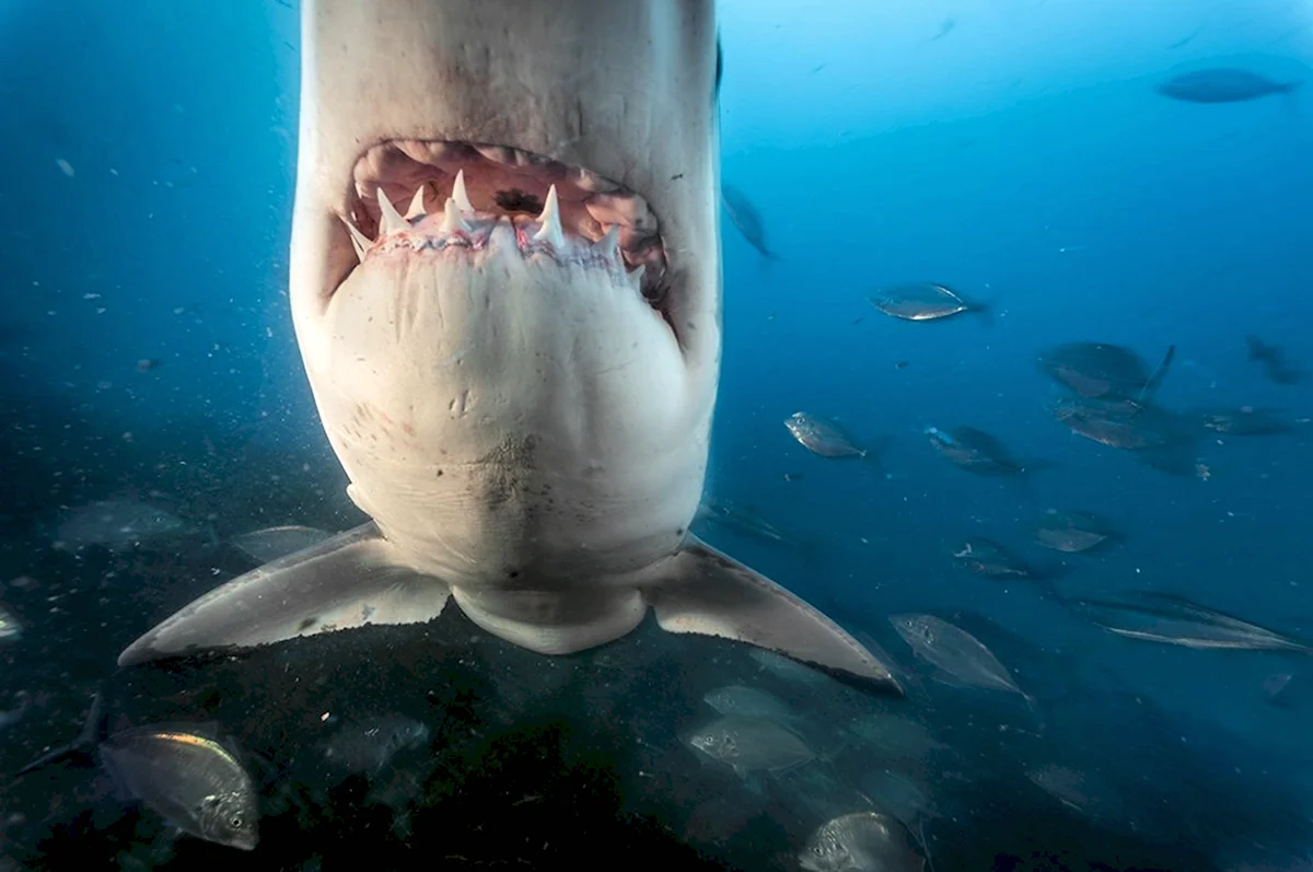 Исполинская белая акула
