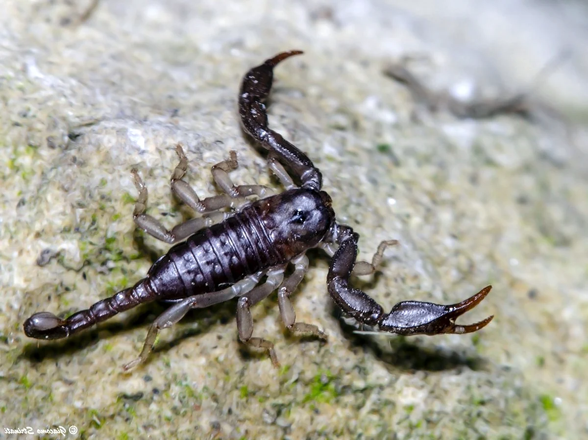 Итальянский Скорпион Euscorpius italicus
