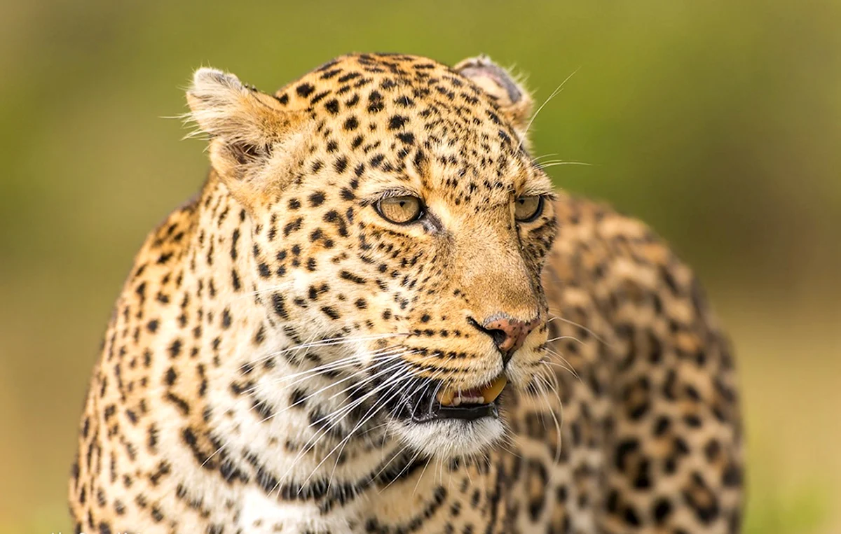 Южноаравийский леопард