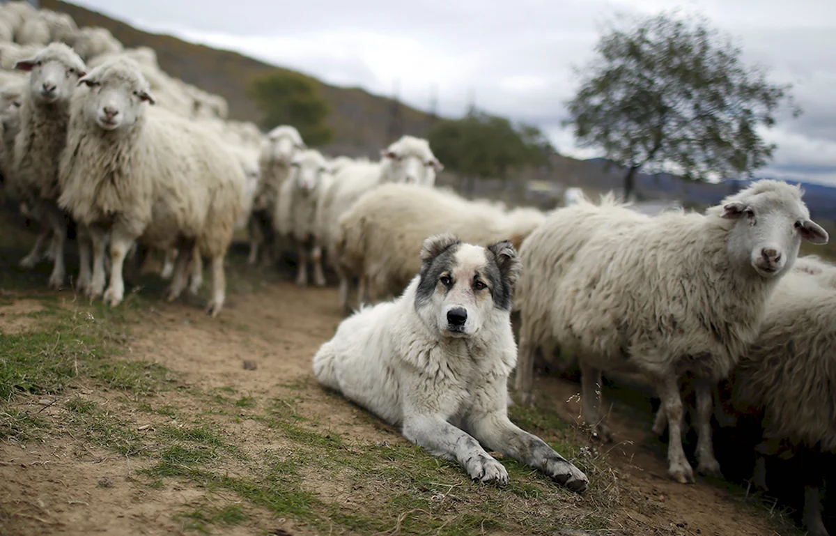 Южнорусская овчарка пасет овец