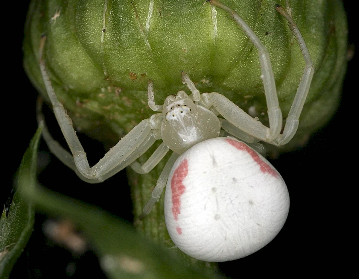 Южный белый паук Каракурт
