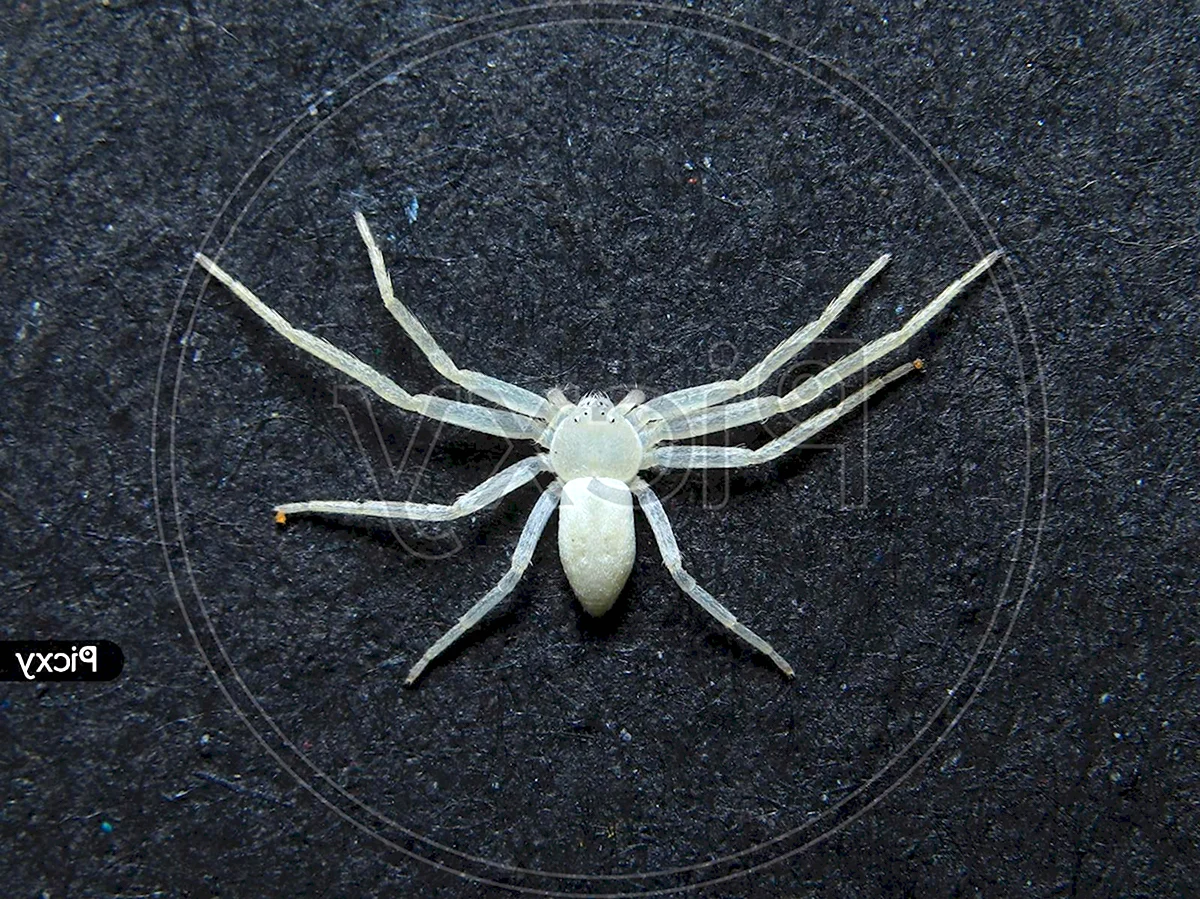Южный белый паук Каракурт