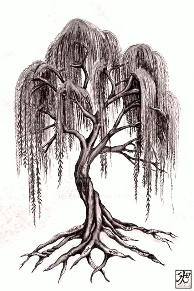Ива плакучая дерево эскиз