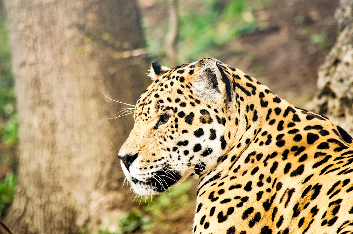 Jaguar big Cat