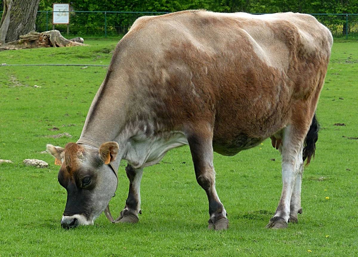 Jersey корова