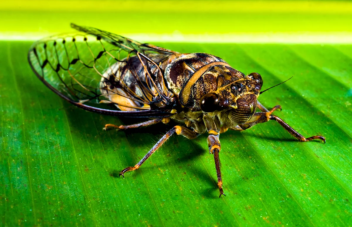 Кадмал индийское насекомое