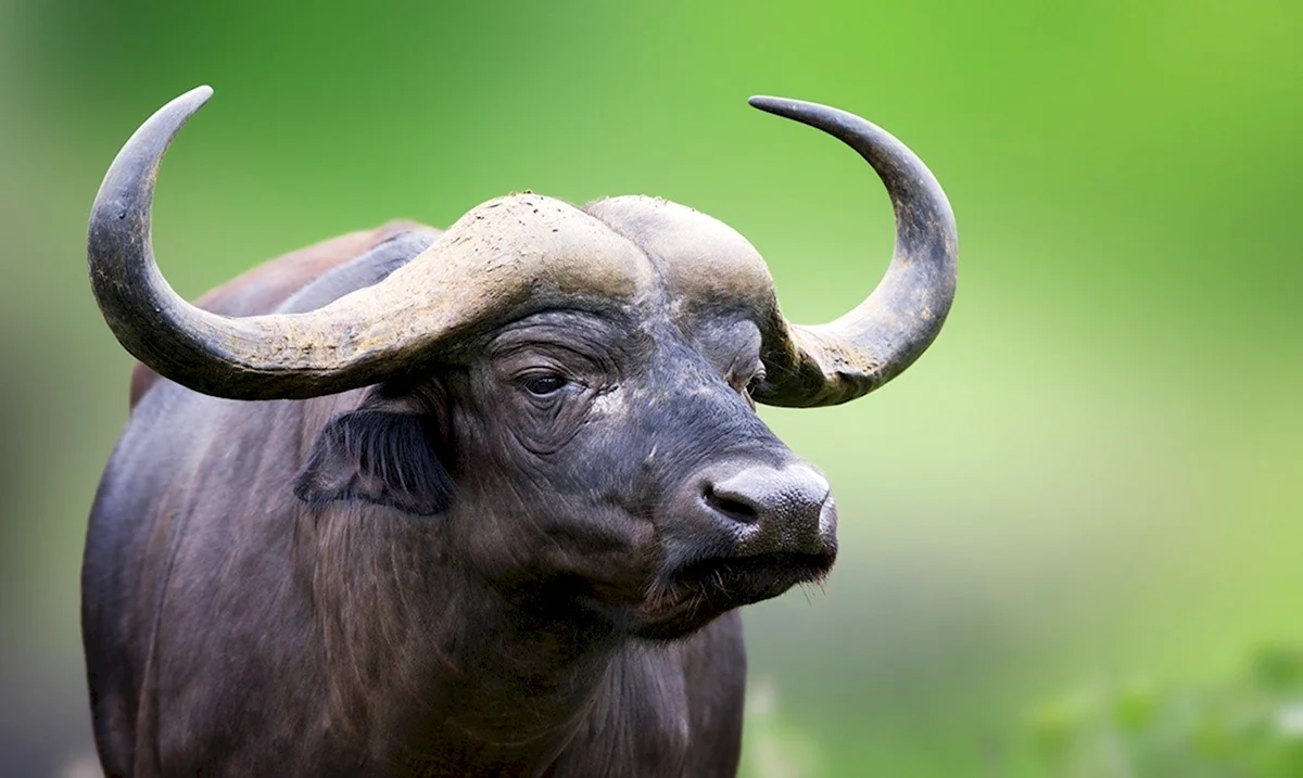 Кафрский буйвол