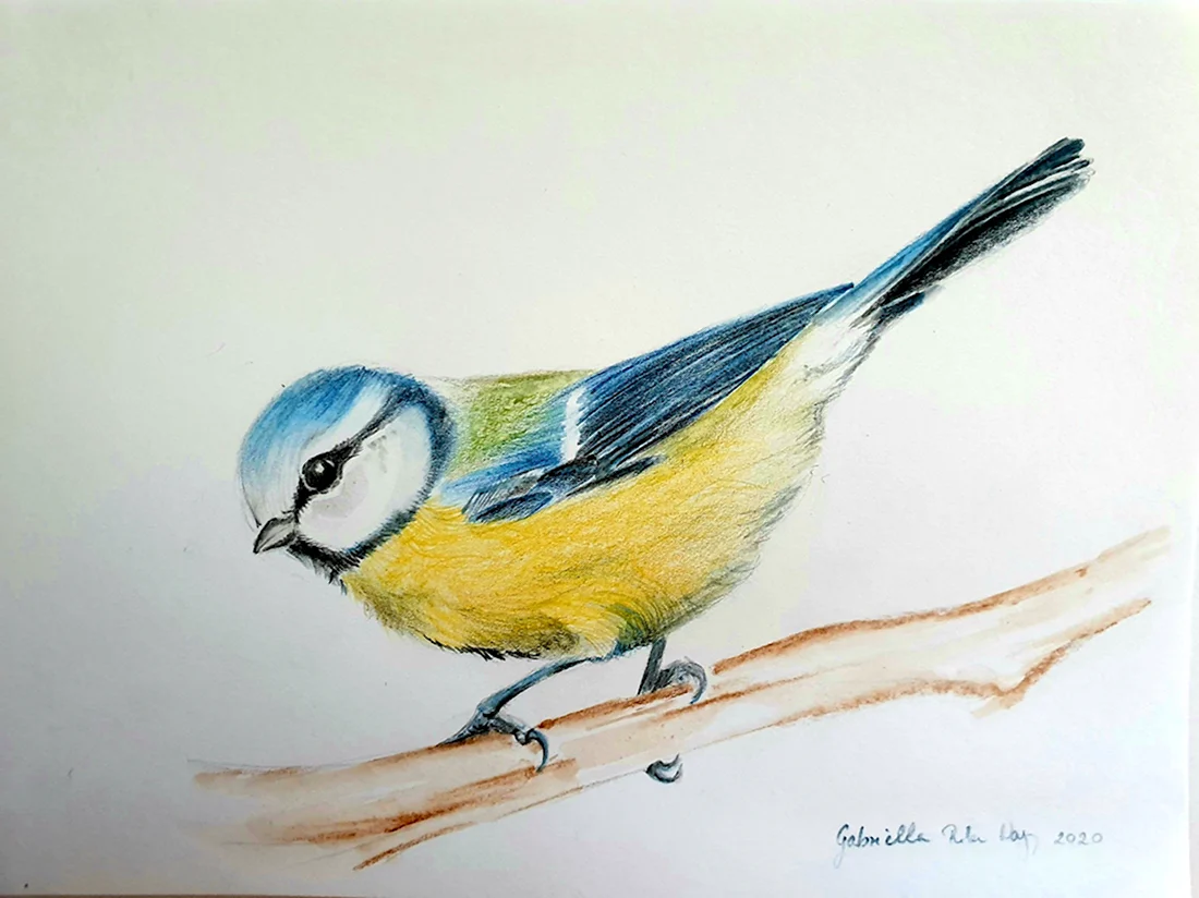 Как нарисовать птицу легко и красиво