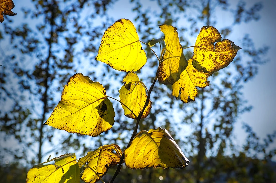 Как выглядят листья липы осенью