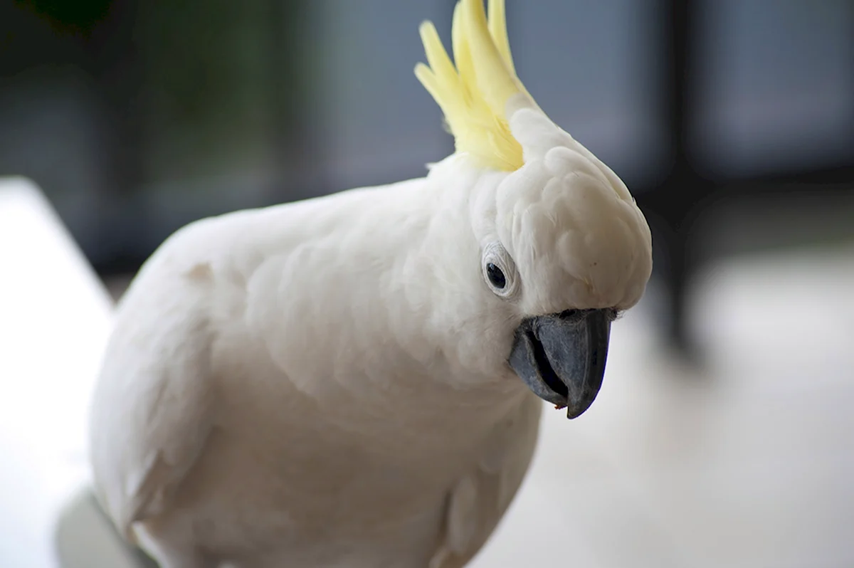 Какаду альбинос