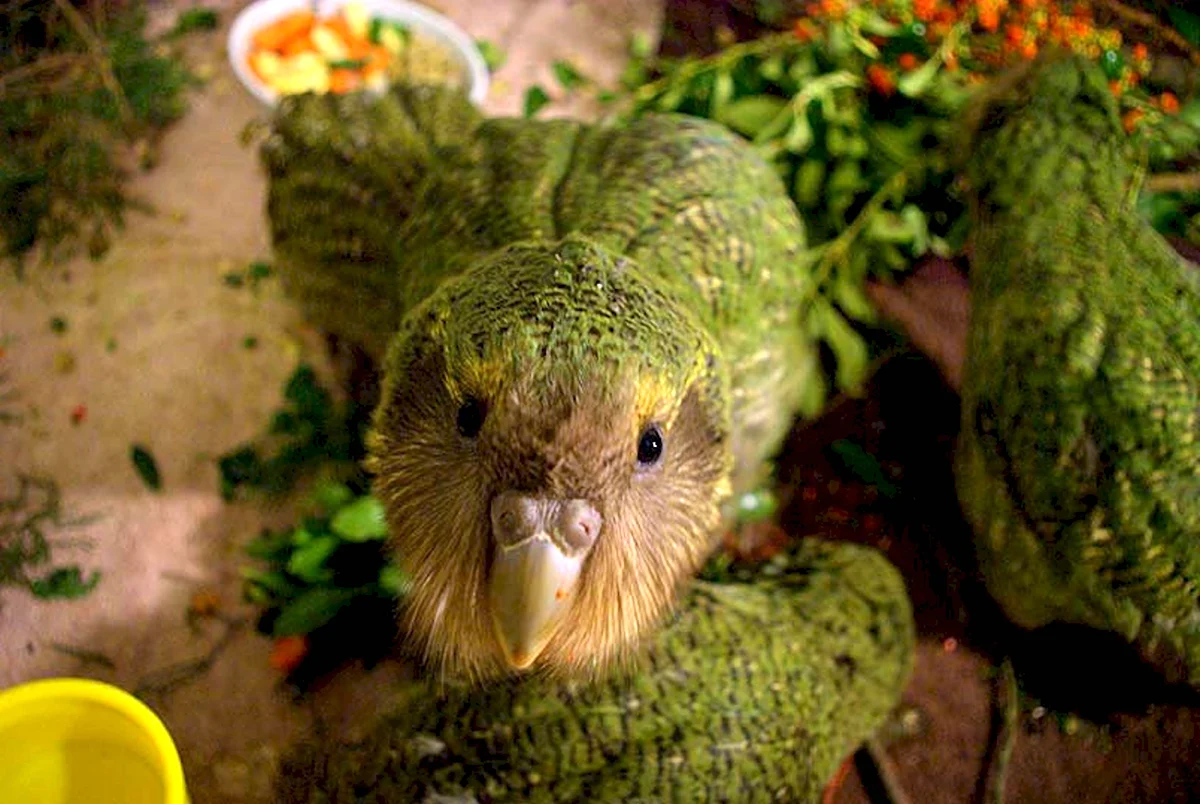 Какапо попугай Продолжительность жизни