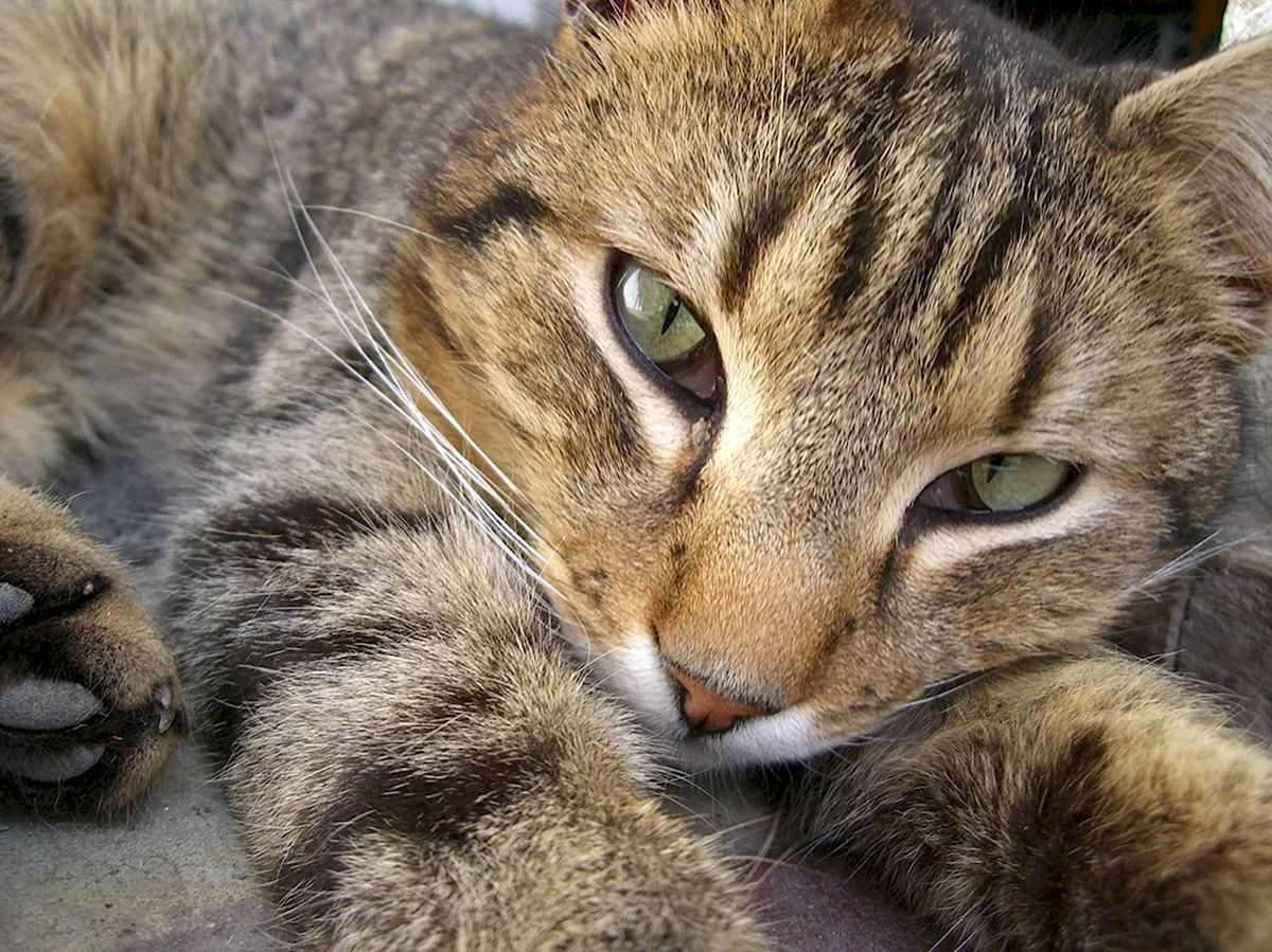 Камышовая кошка котята