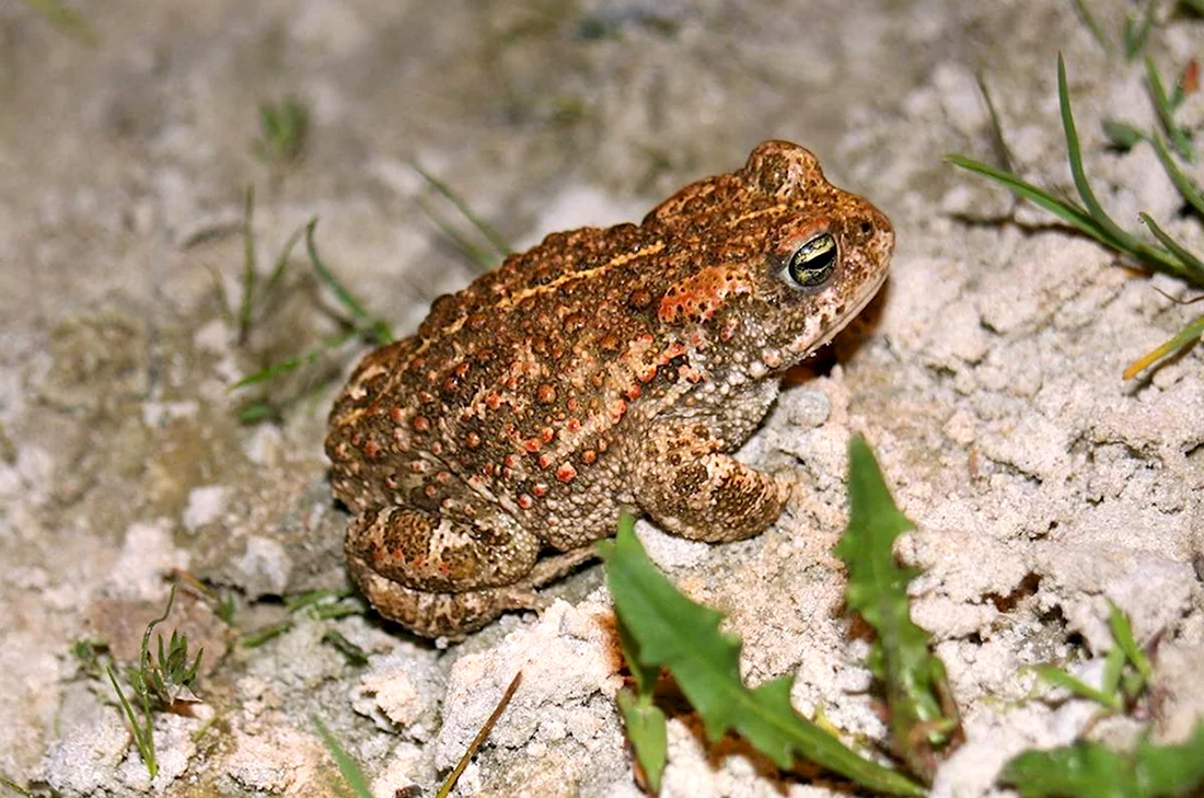 Камышовая жаба Bufo calamita