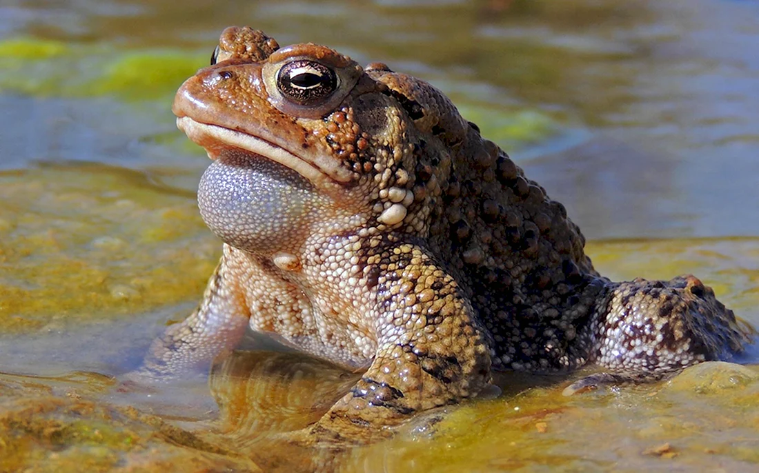 Камышовая жаба Epidalea calamita