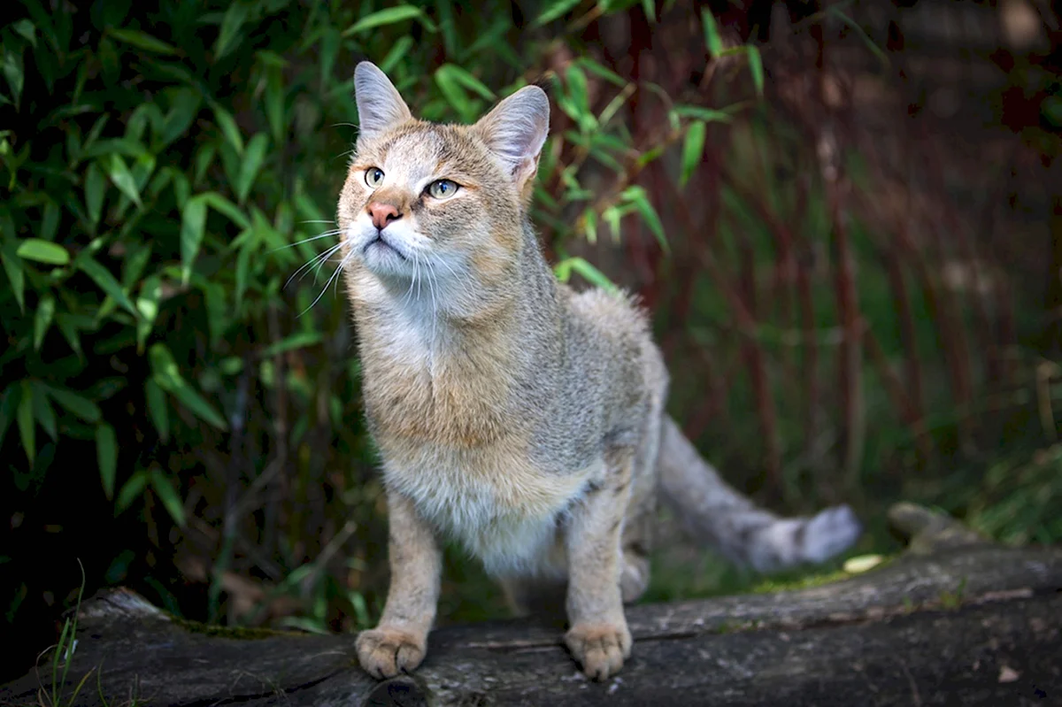 Камышовый кот Болотная Рысь