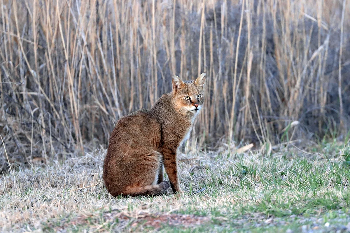 Камышовый кот Ставропольского края