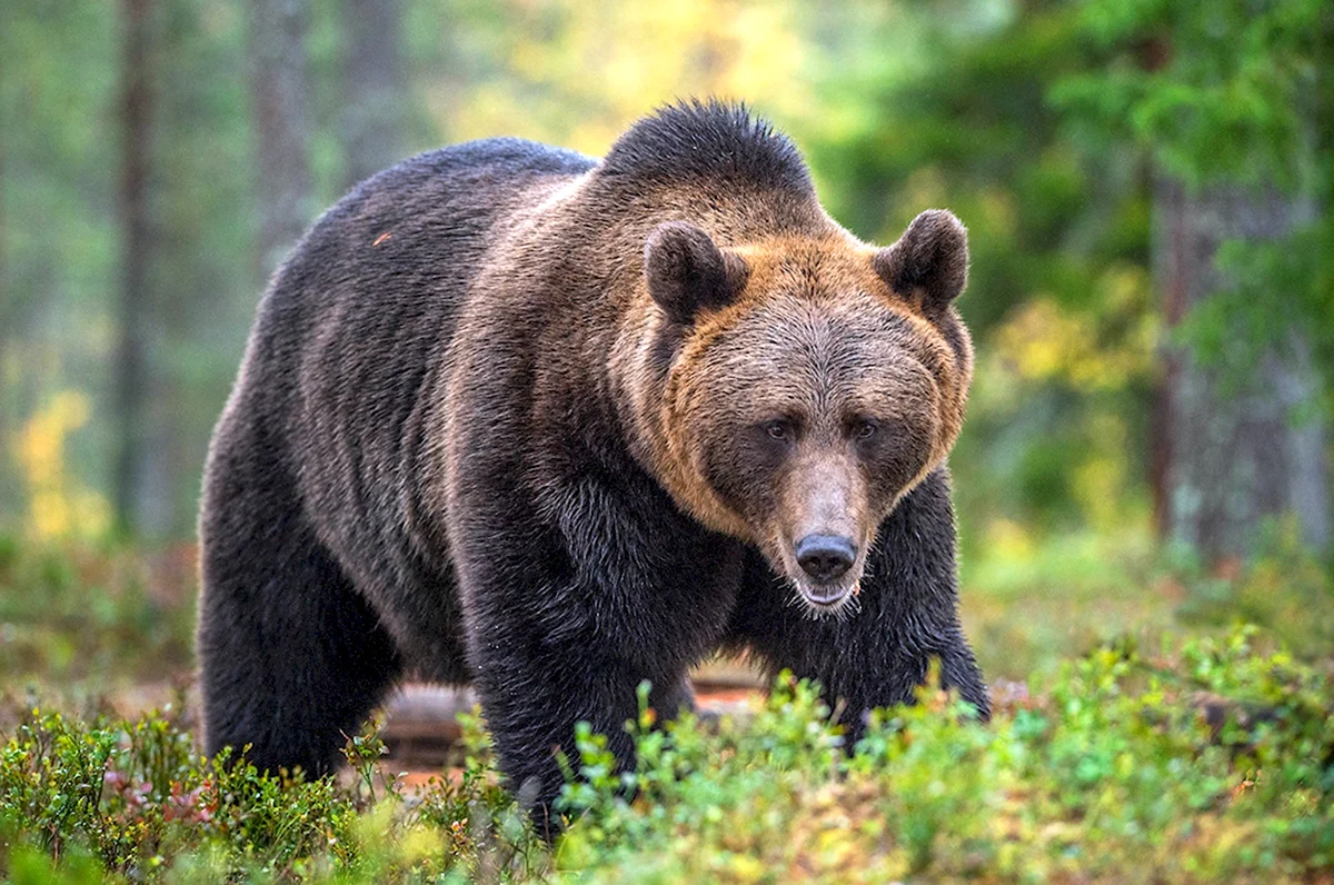 Канадский медведь Гризли