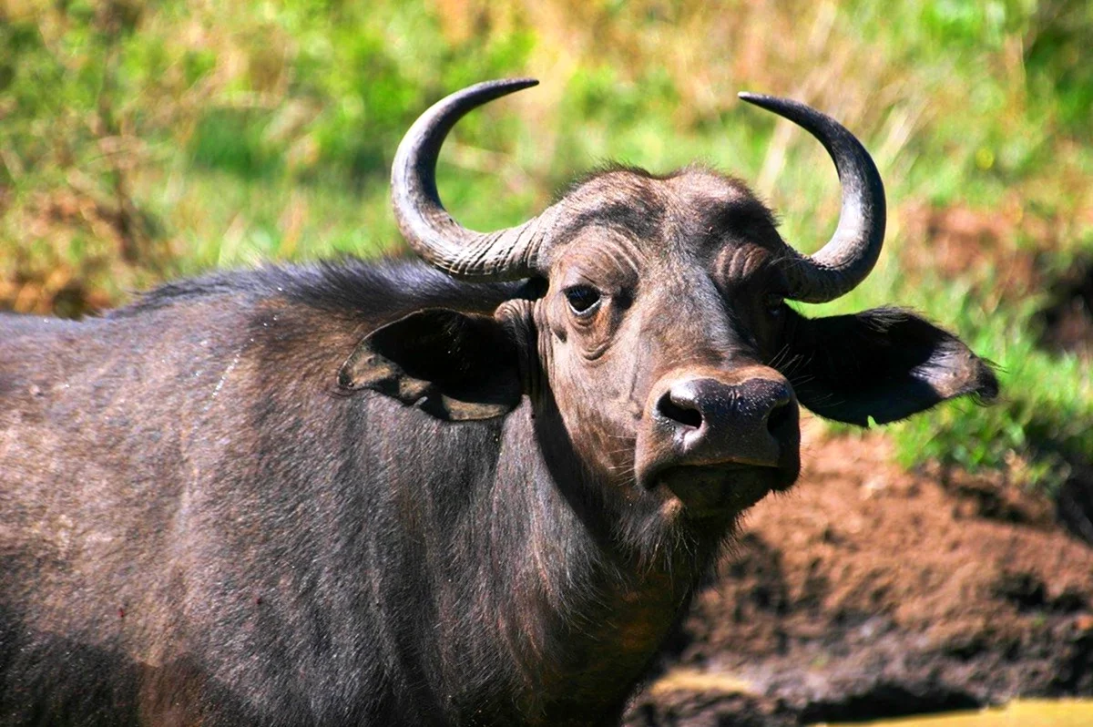 Капский буйвол