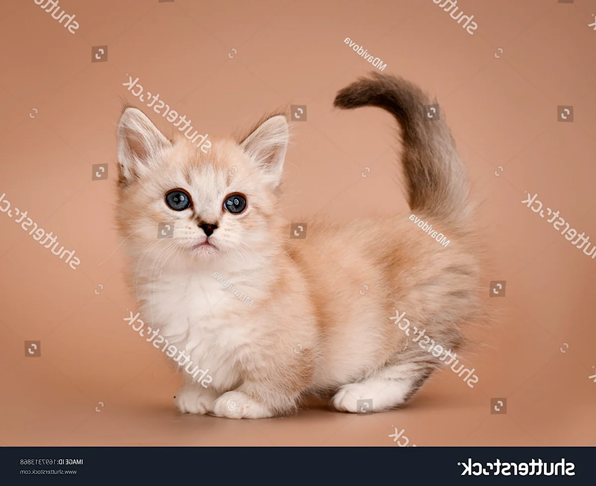 Карликовые кошки Манчкин