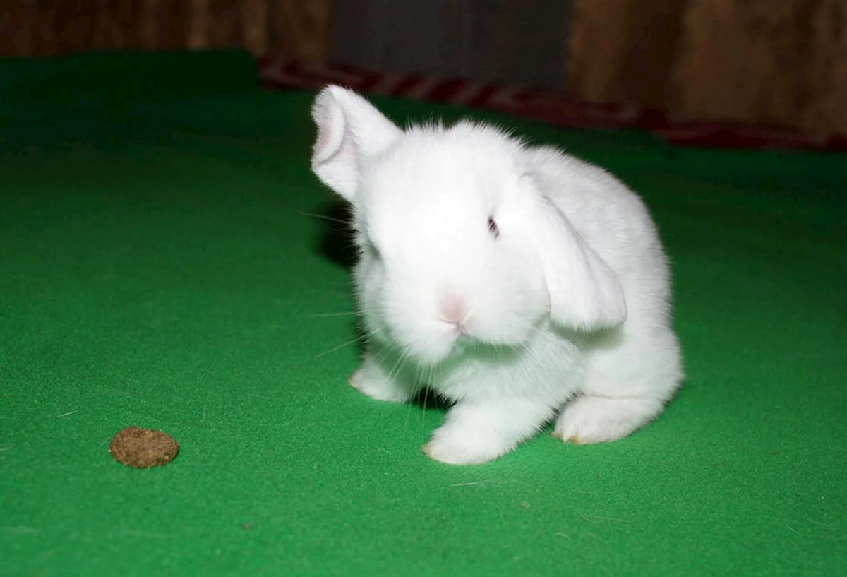Карликовый баран вислоухий кролик белый
